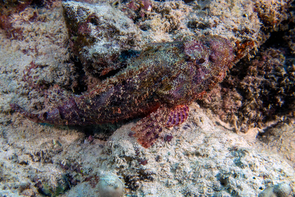 A Bearded Scorpionfish (Scorpaenopsis barbata) in the Red Sea, Egypt - Photo, Image