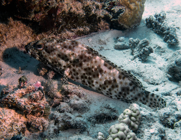A Greasy Grouper (Epinephelus tauvina) in the Red Sea, Egypt - Photo, Image