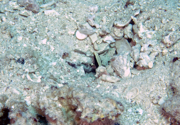 A Whitecap Goby (Lotilia graciliosa) in the Red Sea, Egypt - Photo, Image