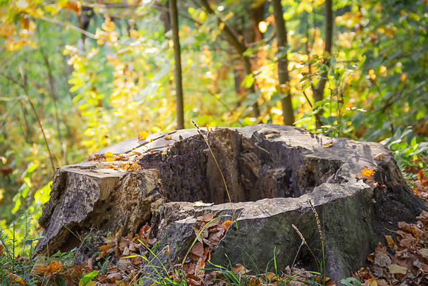An old rotten stump with a hole inside in the autumn in the forest. Landscape. - Fotoğraf, Görsel