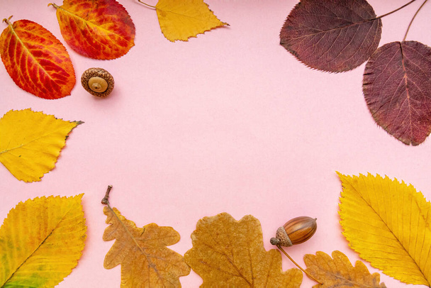 Composición otoñal sobre fondo rosa. Hojas de otoño brillantes y bellotas. Plano, vista superior, espacio para copiar  - Foto, imagen