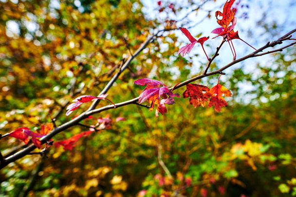 Détails des buissons aux feuilles d'automne aux couleurs vives éclairées par le soleil. - Photo, image