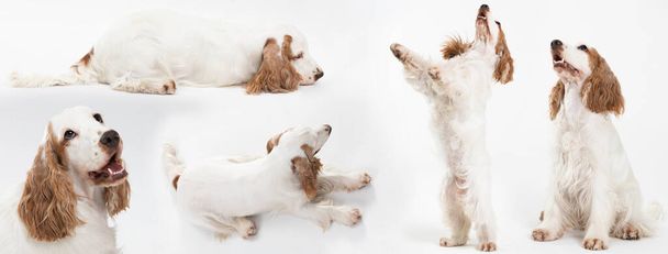 Dog - English cocker spaniel with honey gold coat. Different dog poses on white background. Panorama. - Foto, imagen
