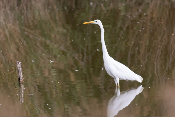 Great white egret in a lagoon looking for prey to eat. Horizontal image. Image captured in the aiguamolls de l'Emporda, Girona. - Photo, Image