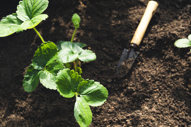 Przeszczepianie truskawek jesienią w ogrodzie, ogrodnictwo, zdrowe odżywianie i koncepcja DIY - Zdjęcie, obraz