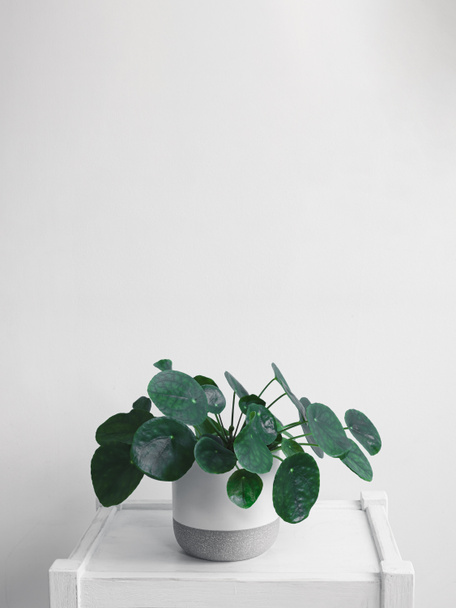 Pilea, kínai pénznövény vagy palacsinta növény egy fehér és szürke edény egy fehér asztalon, minimalizmus és a kapcsolat a természet koncepció, másolás tér - Fotó, kép
