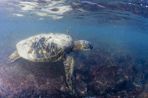 Grüne Schildkröte unter Wasser in Küstennähe - Foto, Bild