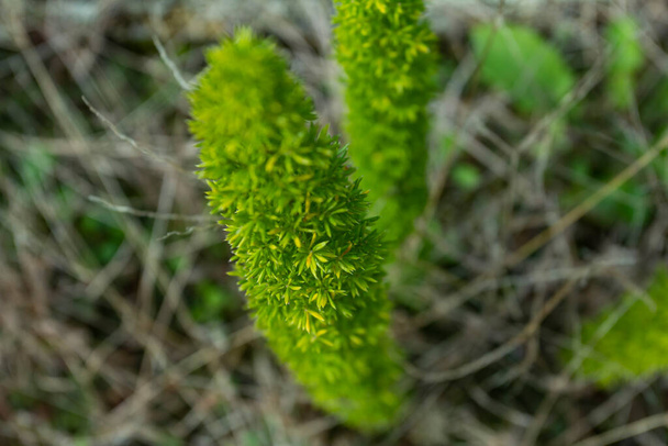 背景がぼやけている小さな緑のとげのある植物のクローズアップ.  - 写真・画像