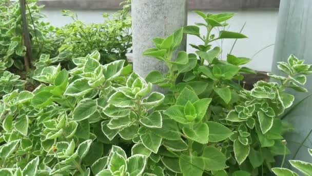 Cuban Oregano the variegated plectranthus amboinicus plant. - Footage, Video