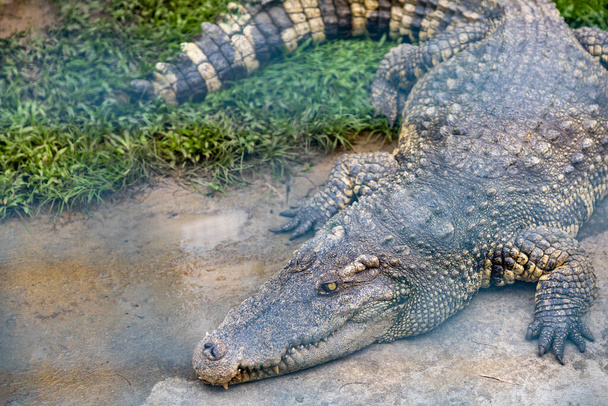 Un grande coccodrillo giace sul bordo dell'acqua a Bung Chawak, Suphan Buri, Thailandia - Foto, immagini