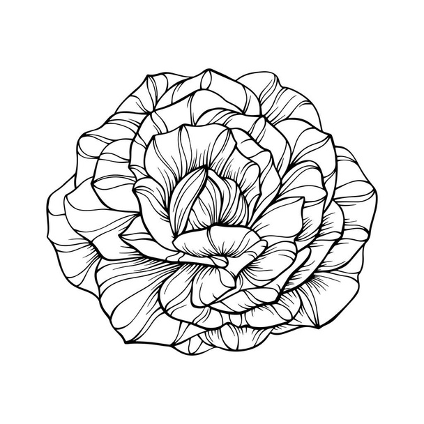 Beyaz üzerine izole gül çiçeği. El çizilmiş çizgi vektörü - Vektör, Görsel