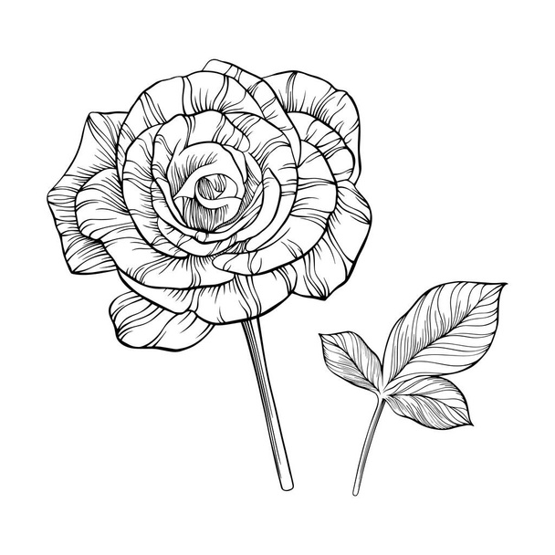Rose flower isolated on white. Hand drawn line vector - Vector, Image