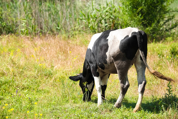 Χαριτωμένη αγελάδα στο χωράφι την ημέρα του καλοκαιριού - Φωτογραφία, εικόνα