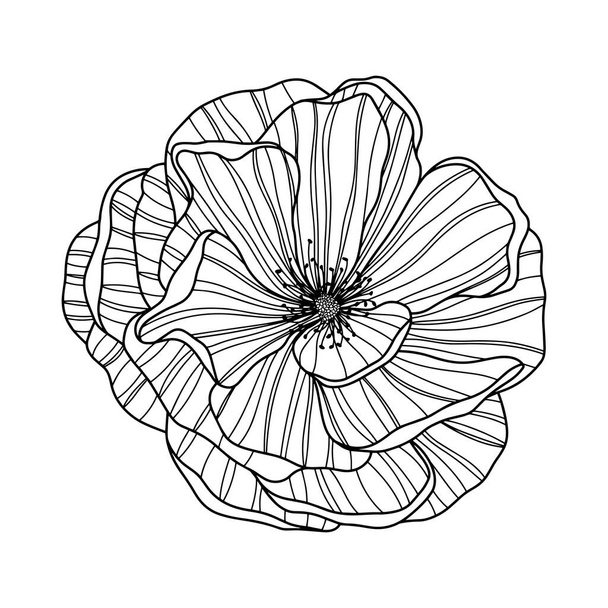 Rose flower isolated on white. Hand drawn line vector - Vector, imagen