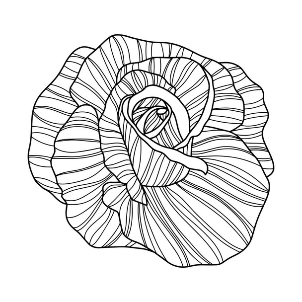 Kwiat róży odizolowany na białym. Wektor linii narysowany ręcznie - Wektor, obraz