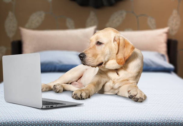 Domestic cute dog lying on a bed at home looking to computer laptop. - Foto, Bild