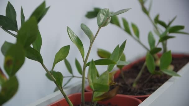 Домашні рослини Індоресурси
 - Кадри, відео