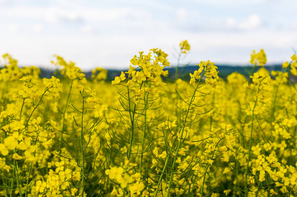 Blühender Raps. Wirtschaftliche Bedeutung bei der Produktion von Biodiesel und Öl. Landwirtschaftlicher Hintergrund mit Kopierraum - Foto, Bild
