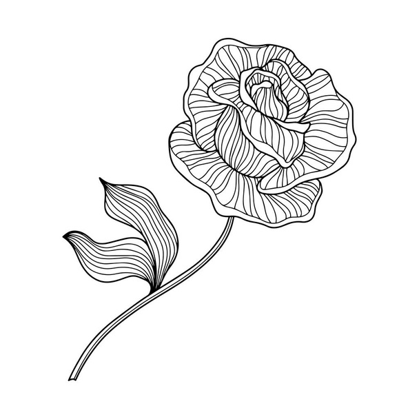 Ruusu kukka eristetty valkoinen. Käsin piirretty viiva vektori - Vektori, kuva