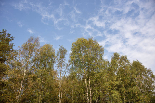 The beautiful high green trees against a cloudy sky on a sunny day - Fotó, kép