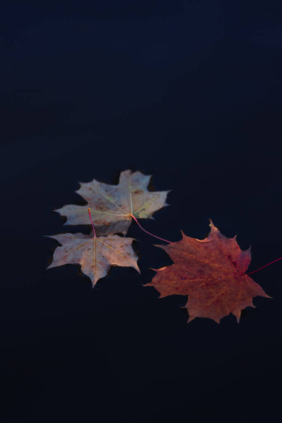 Podzimní javorové listy ve vodě, přírodní zázemí. podzimní atmosféra. koncepce podzimní sezóny. plochý ležel - Fotografie, Obrázek