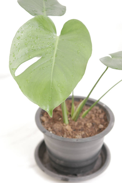 Monstera plant in a pot with bright green leaves placed on the table in the living room with white curtains in the background - 写真・画像