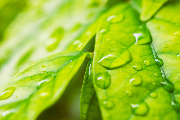 kropla wody deszczowej na zielonym liściu zbliżenie naturalne tło - Zdjęcie, obraz