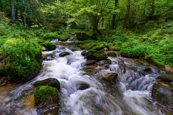 A beautiful view of a small mountain creek flowing and splashing over the mossy stones in the forest - Фото, изображение