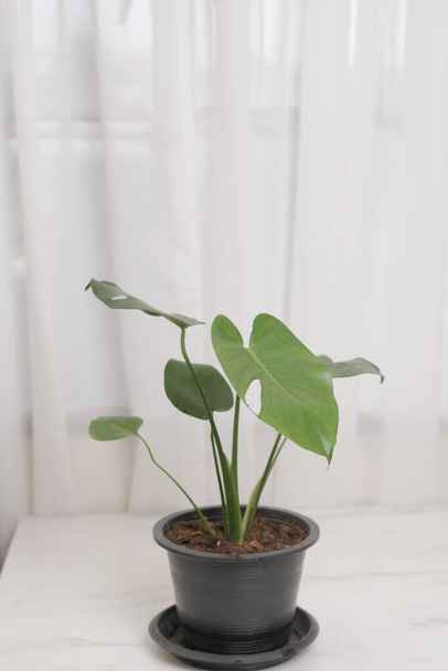 Monstera plant in a pot with bright green leaves placed on the table in the living room with white curtains in the background - 写真・画像