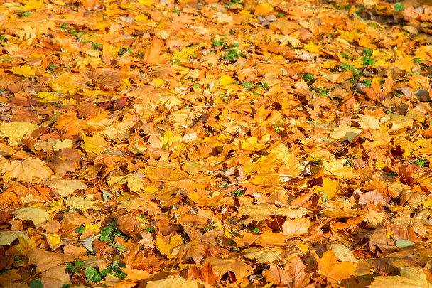 fall leaves - Φωτογραφία, εικόνα