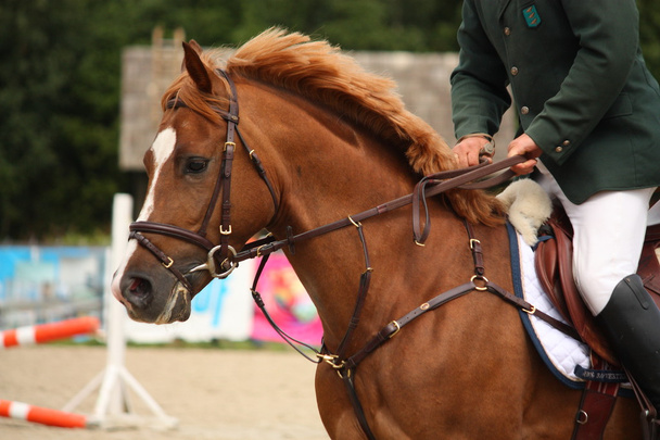 portret brązowy koń z uzda - Zdjęcie, obraz