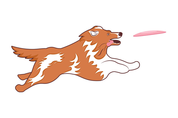 Lindo perro collie saltando para coger un disco volador - Foto, Imagen