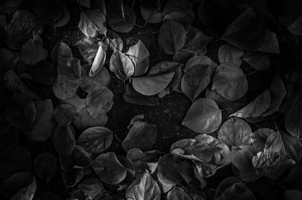 Hojas de tilo blanco y negro sobre fondo asfalto oscuro - Foto, imagen