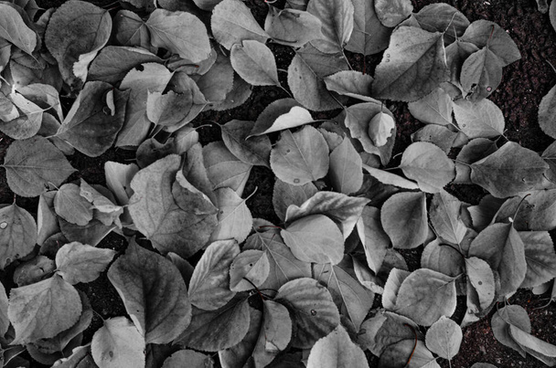 Feuilles d'automne de tilleul noir et blanc sur fond d'asphalte - Photo, image