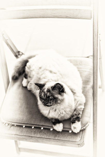 Święty kot Birmy, wyciągnął na krześle - Zdjęcie, obraz