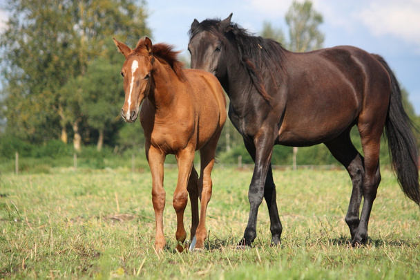 kaštanové hříbě a černého koně na pastvině - Fotografie, Obrázek