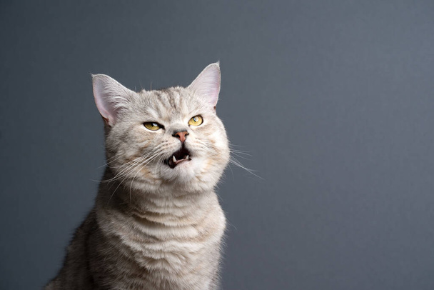 arrabbiato britannico stenografia gatto fare divertente faccia con bocca aperta - Foto, immagini