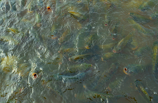 Top view csoport mászó sügér hal a gazdaságban várja az élelmiszer akvakultúra-tó etetés idején. Édesvízi halak az akvakultúrás tóban. Az édesvízi halak várják az etetést. Takarmányipar.  - Fotó, kép