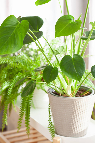 green houseplants nephrolepis and monstera in white flowerpots on window - Photo, Image