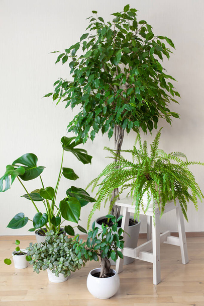 houseplants ficus benjamina, fittonia, monstera, nephrolepis and ficus microcarpa ginseng in flowerpots - Photo, Image