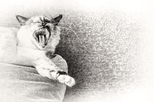 Birman gatto sbadiglia su un cuscino del sofà
. - Foto, immagini