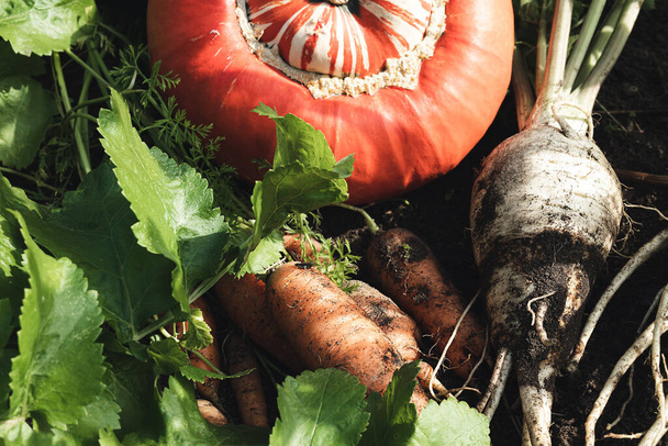Zanahorias, chirivías y calabaza, cosecha en otoño, jardinería y concepto de alimentación saludable - Foto, Imagen