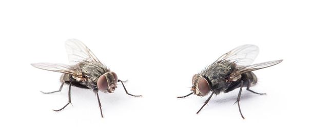 mosca aislada sobre un fondo blanco - Foto, Imagen