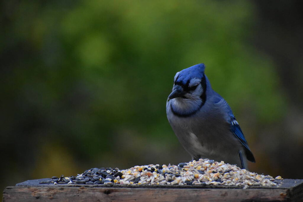 Синяя сойка на кормушке для птиц, Квебек, Канада - Фото, изображение