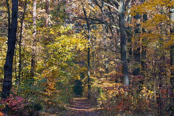 footpath in fall forest on sunny day - Photo, Image