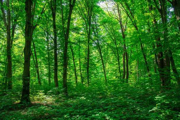 Zonlicht in het groene bos, lente - Foto, afbeelding