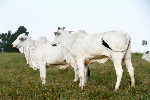 Großaufnahme von Nelore-Rindern auf grünem Gras. Bundesstaat Sao Paulo, Brasilien - Foto, Bild