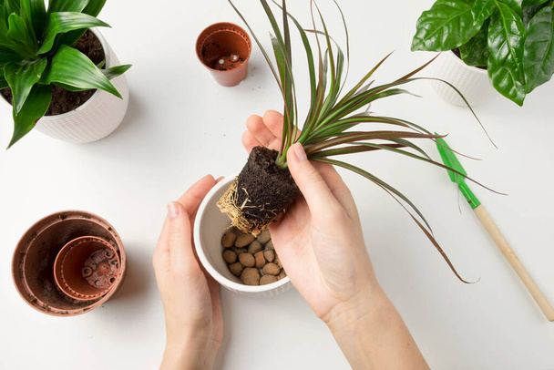 Female hands transplant the dracaena plant into a new flower pot. The concept of plant care.  - Φωτογραφία, εικόνα