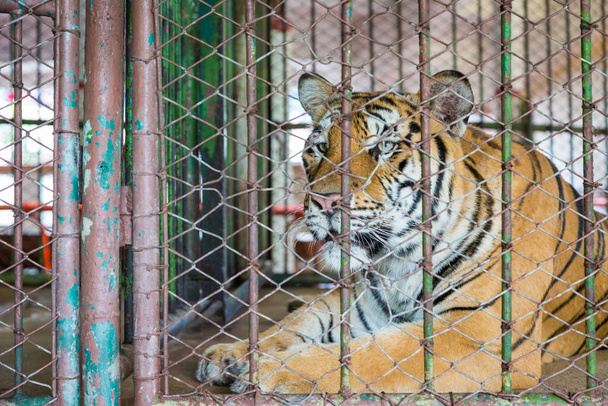 Primer plano de la cara del tigre de Bengala en el fondo de la jaula - Foto, Imagen