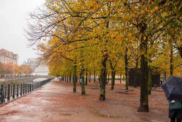 Autumn maple trees on the street under the Linden tree in Berlin, Germany - Zdjęcie, obraz